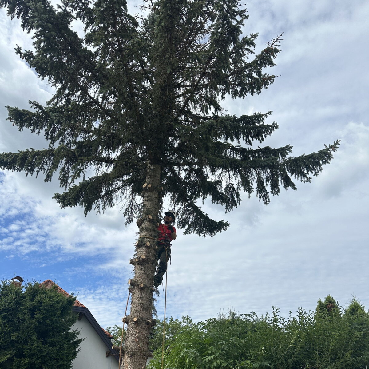 Mitarbeiter auf Baum von Dobler's Hausservice